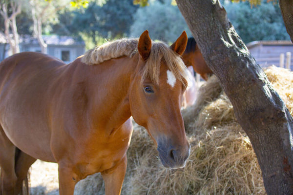 Balades à cheval ou poney au centre équestre de l'Hotel Le Golfe