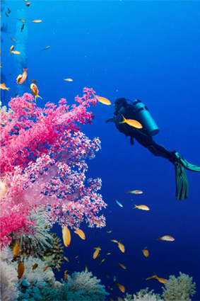 Activité plongée sous-marine sur place Resort sud Corse